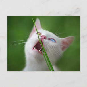 Yummy - Van Cat Postcard