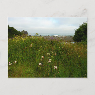 Yurok Loop Trail at Redwood National Park Postcard