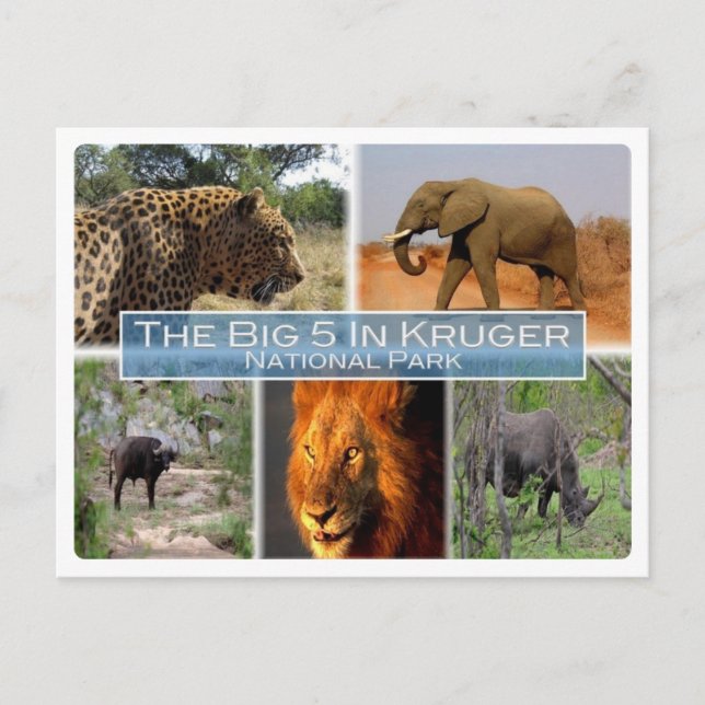 ZA South Africa - The Big 5 In Krugen N.P. - Postcard (Front)