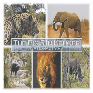 ZA * SOUTH AFRICA - THE BIG 5 in KRUGER N. P.