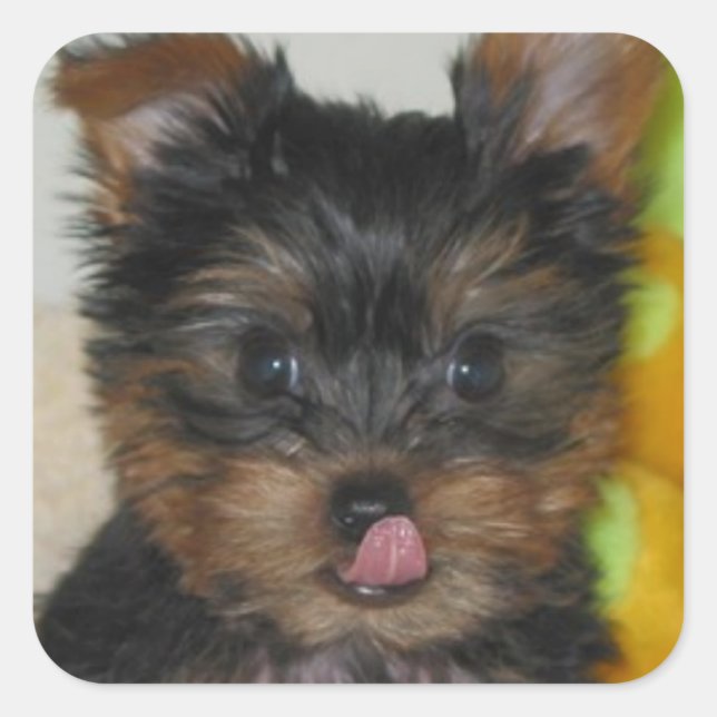 Zach Pup Sticker (Front)