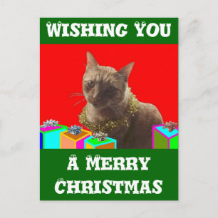Zack The Xmas Cat Holiday Postcard