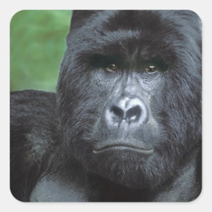 Zaire, Virungas National Park. Portrait of Square Sticker