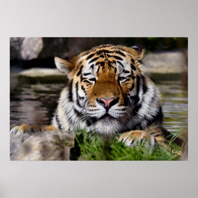 Zambar Tiger Print (Front)