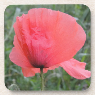 Zarte rote Mohnblume Coaster
