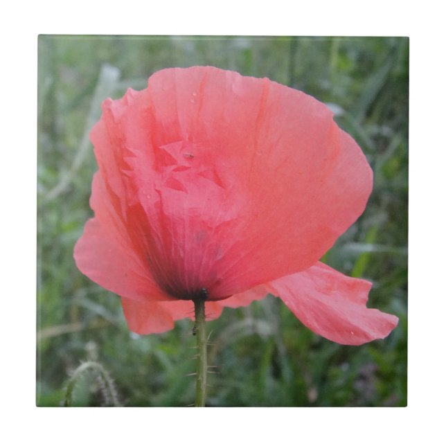 Zarte rote Mohnblume Tile (Front)