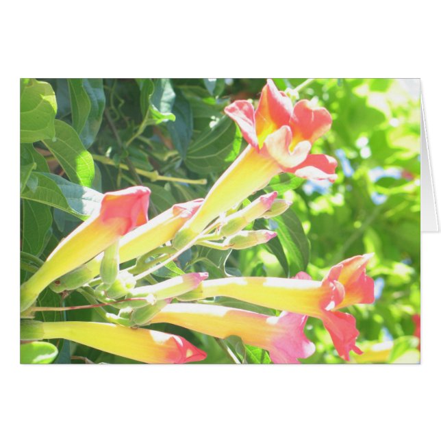 Zazzle 1 (Front Horizontal)