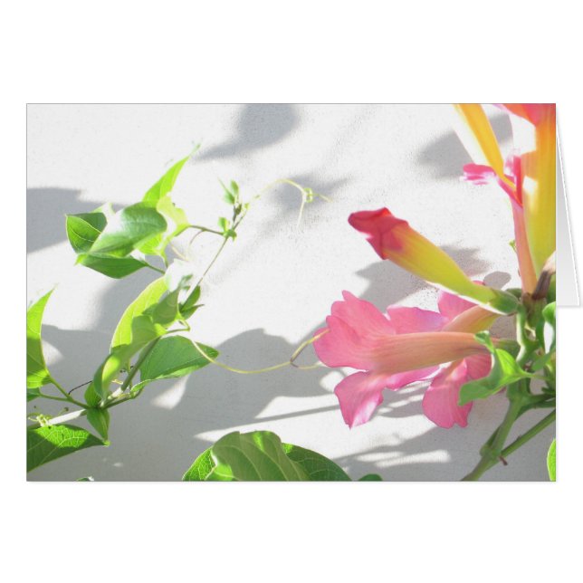 Zazzle II (Front Horizontal)