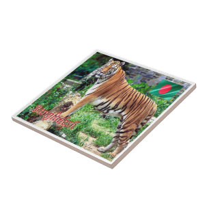 zBD006 The Royal Bengal Tiger, Bangladesh,, Tile