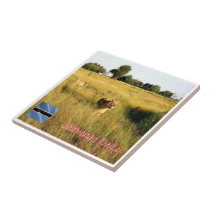 zBW008 OKAVANGO Delta, Lion, Africa, Tile