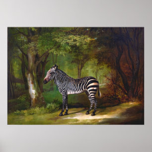 Zebra (1763) painting by George Stubbs Poster