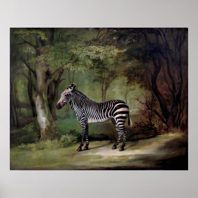 Zebra (1763) painting  poster (Front)