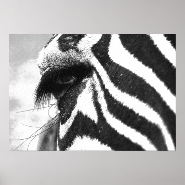 ZEBRA 1 POSTER (Front)