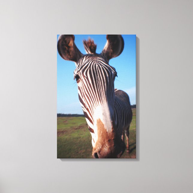 zebra 2 canvas print (Front)