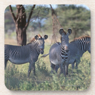 Zebra 2 coaster