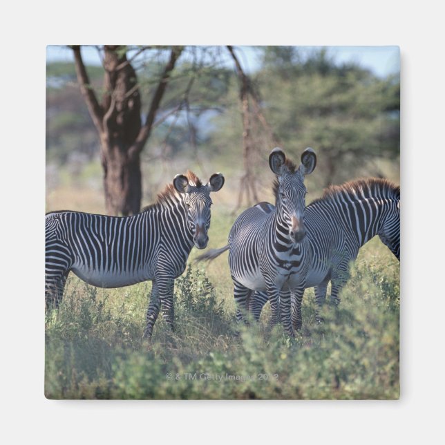 Zebra 2 magnet (Front)