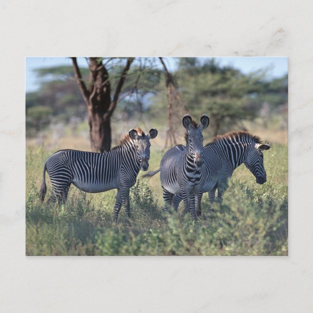 Zebra 2 postcard (Front)
