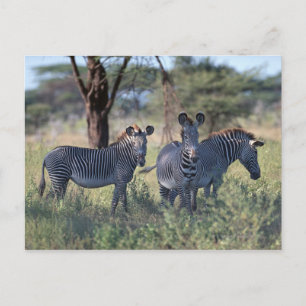 Zebra 2 postcard