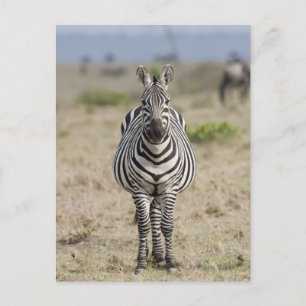 Zebra 2 postcard