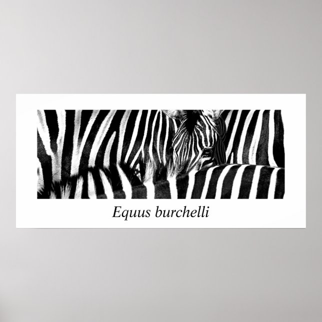 Zebra #2-Poster Poster (Front)