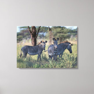 Zebra 3 canvas print