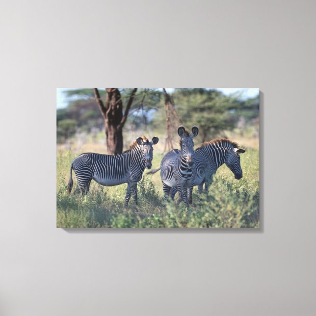 Zebra 3 canvas print (Front)