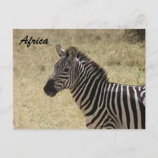 zebra alert postcard