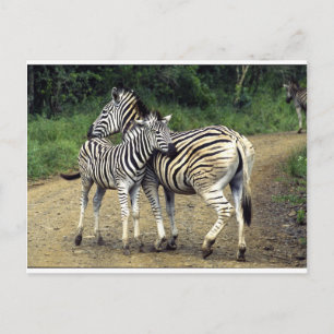zebra and Baby Postcard