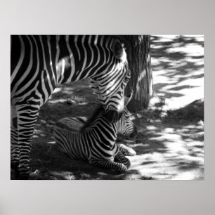 zebra and cub poster