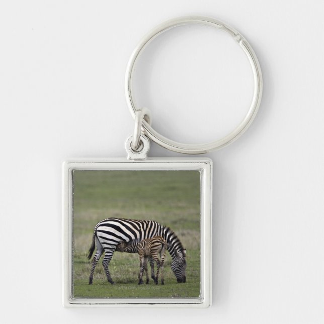 Zebra and nursing foal, Tanzania Key Ring (Front)