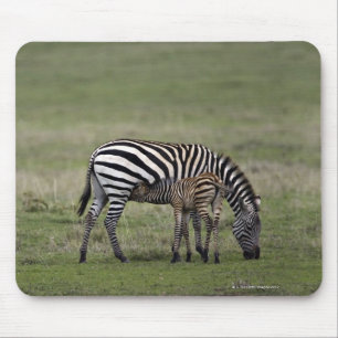 Zebra and nursing foal, Tanzania Mouse Pad