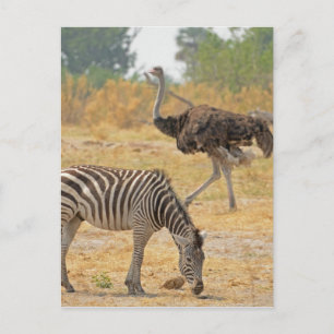 Zebra and Ostrich TomWurl.jpg Postcard