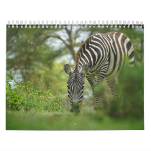 Zebra animal Calendar