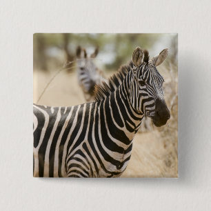 Zebra at the Meru National Park, Kenya. 15 Cm Square Badge