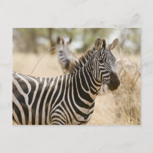 Zebra at the Meru National Park, Kenya. Postcard