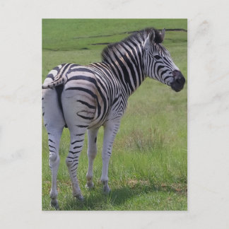 Zebra Attitude Postcards