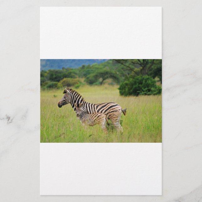 Zebra baby and mum (Front)