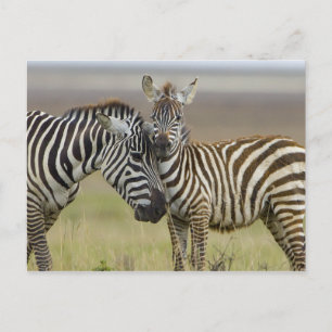 Zebra Baby Postcard