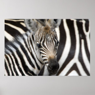 Zebra Baby Poster