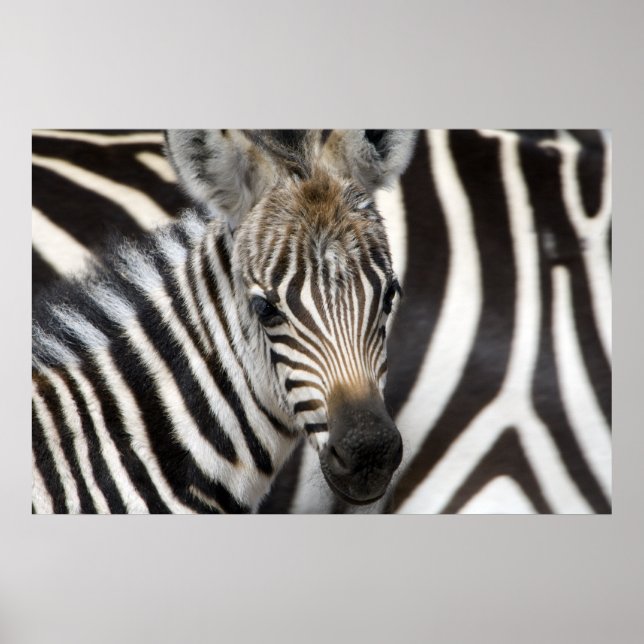 Zebra Baby Poster (Front)