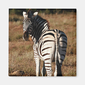 Zebra behind magnet