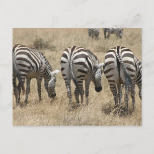 zebra behinds postcard