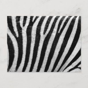 Zebra Black and White Striped Skin Texture Templat Postcard