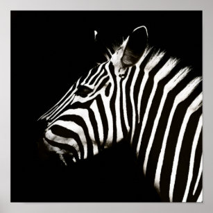 Zebra Black and White Stripes Animal Poster