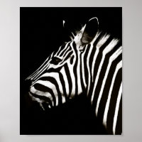 Zebra Black and White Stripes Animal