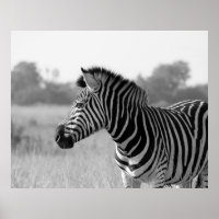 Zebra Black & White Print Poster