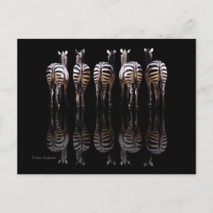 Zebra Black White Stripes Reflections Postcard