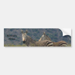 Zebra Bumper Sticker
