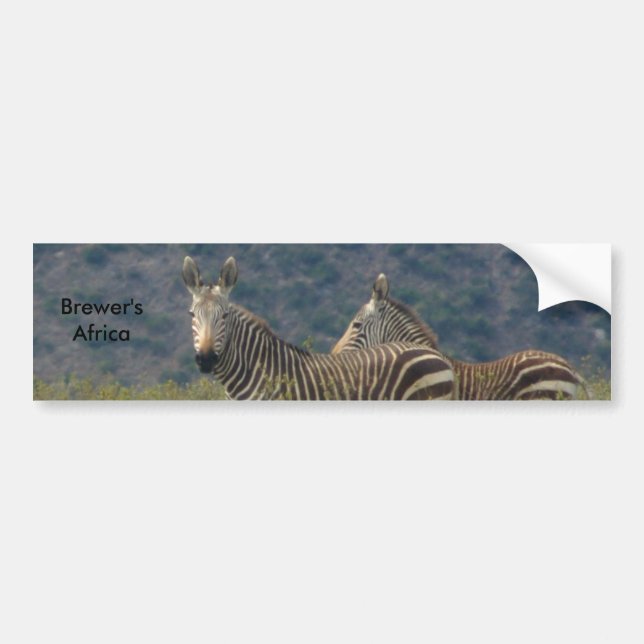 Zebra Bumper Sticker (Front)