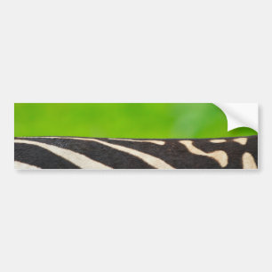 Zebra Bumper Sticker